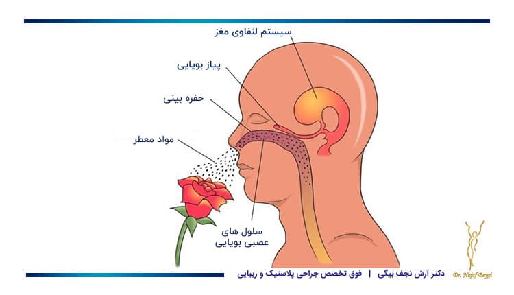 عصب های بویایی و تاثیر جراحی بینی بر حس بویایی