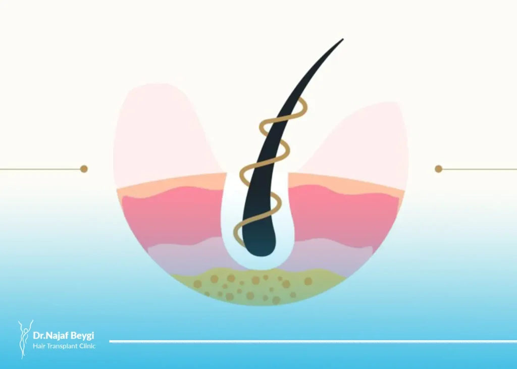 فولیکول مو چیست؟ با ساختار و عملکرد آن بیشتر آشنا بشویم